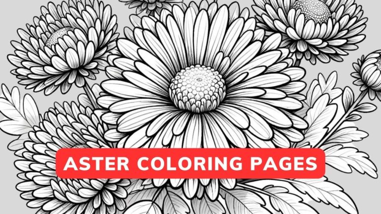 Aster coloring pages