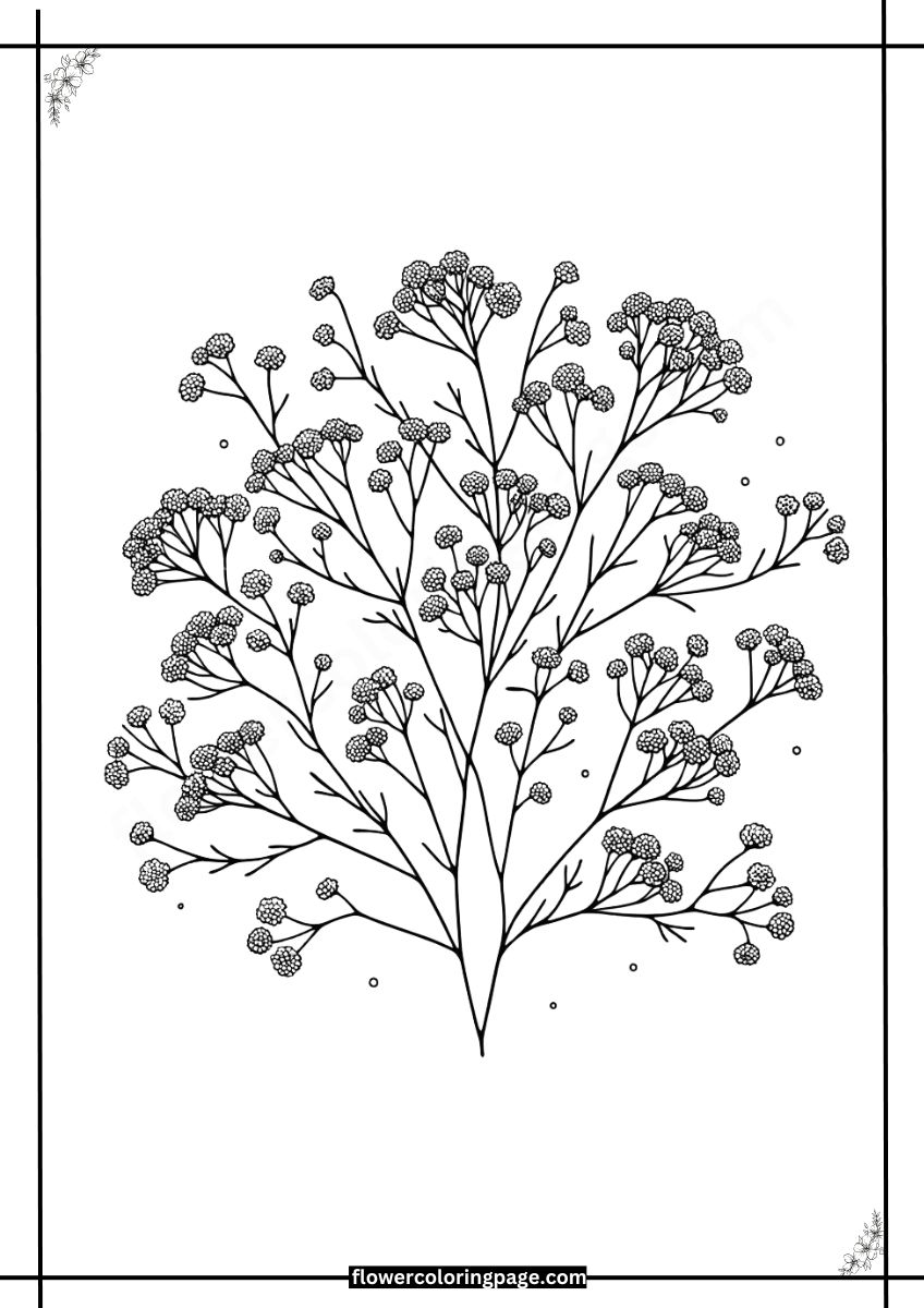 Printable Baby's Breath Coloring Pages Free PDF - Flower Coloring Page