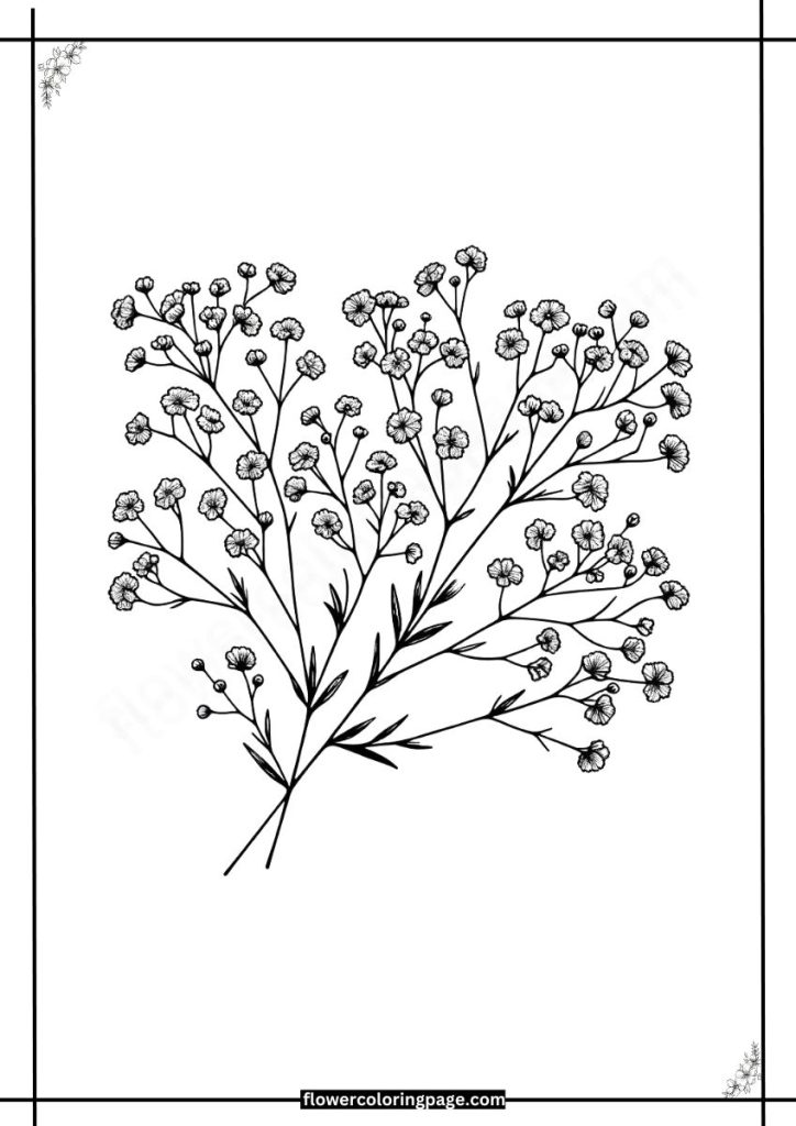 Baby's Breath Coloring Pages