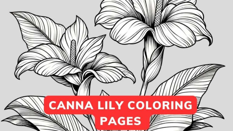 Canna Lily Coloring Page