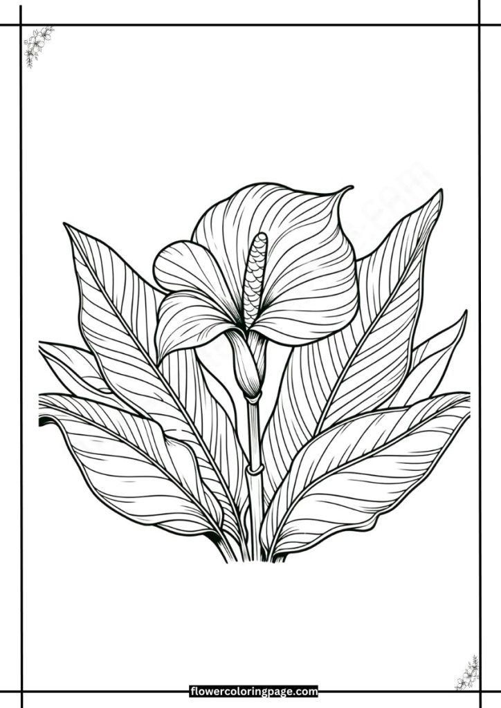 Canna Lily Coloring Pages