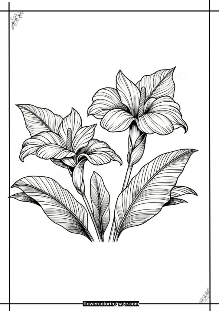 Canna Lily Coloring Pages Printable