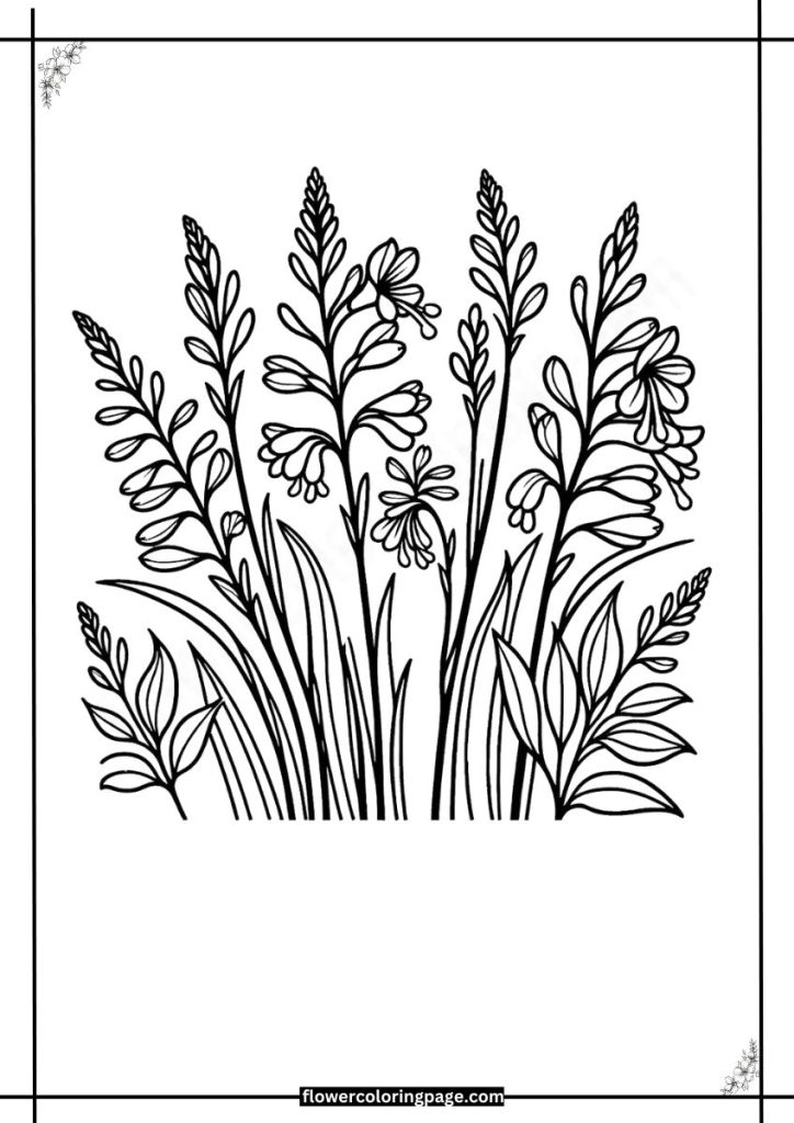 Crocosmia Coloring Pages