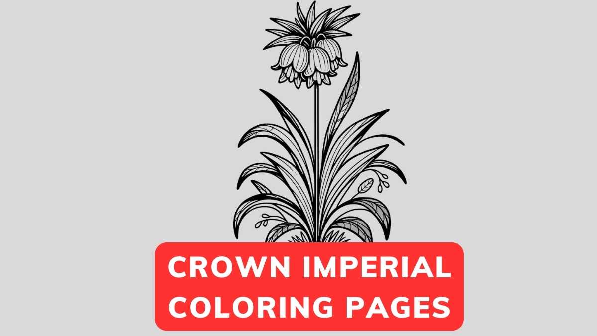 Crown Imperial Coloring Page