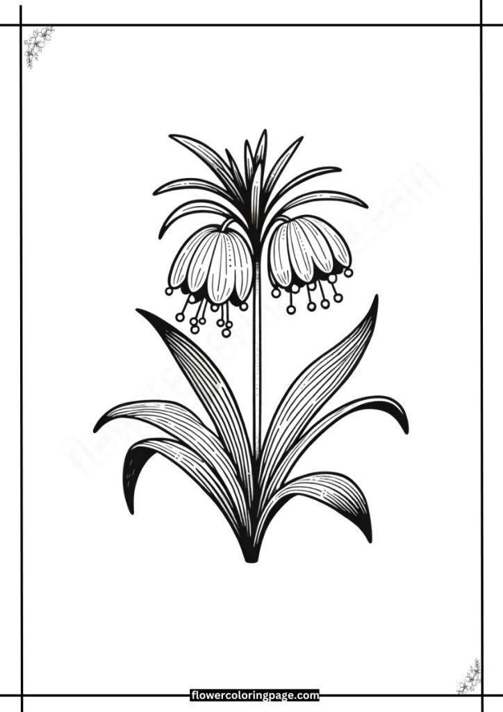 Crown Imperial Coloring Pages