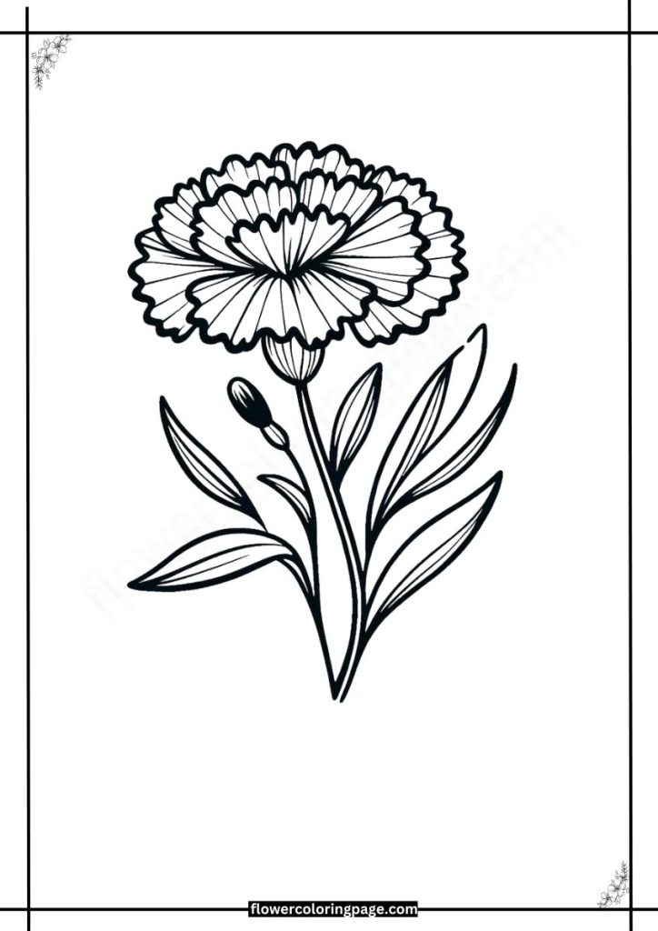 Dianthus Coloring Pages