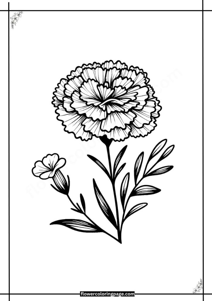 Dianthus Coloring Pages Free