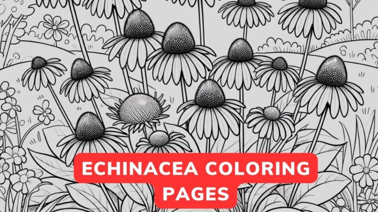 Echinacea Coloring Page