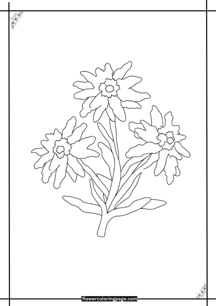 Edelweiss Coloring Page