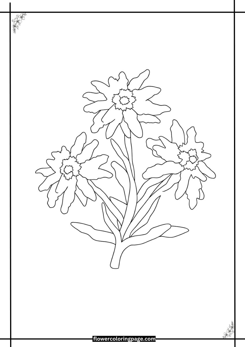 Edelweiss Coloring Page Free Printable [PDF] Flower Coloring Page