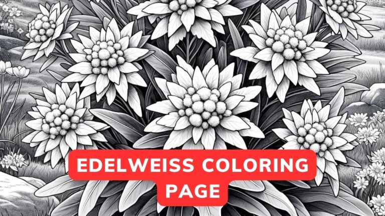 Edelweiss Coloring Page