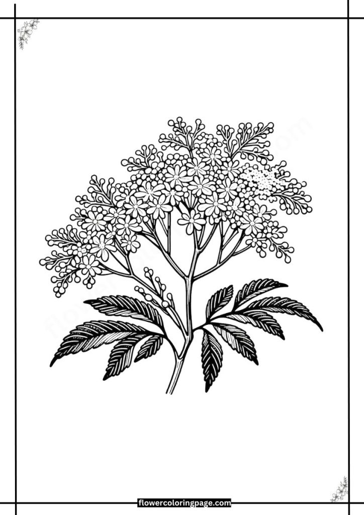 Elder Coloring Pages Free