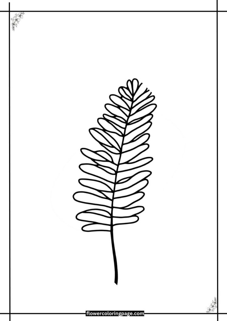 Fern Coloring Pages