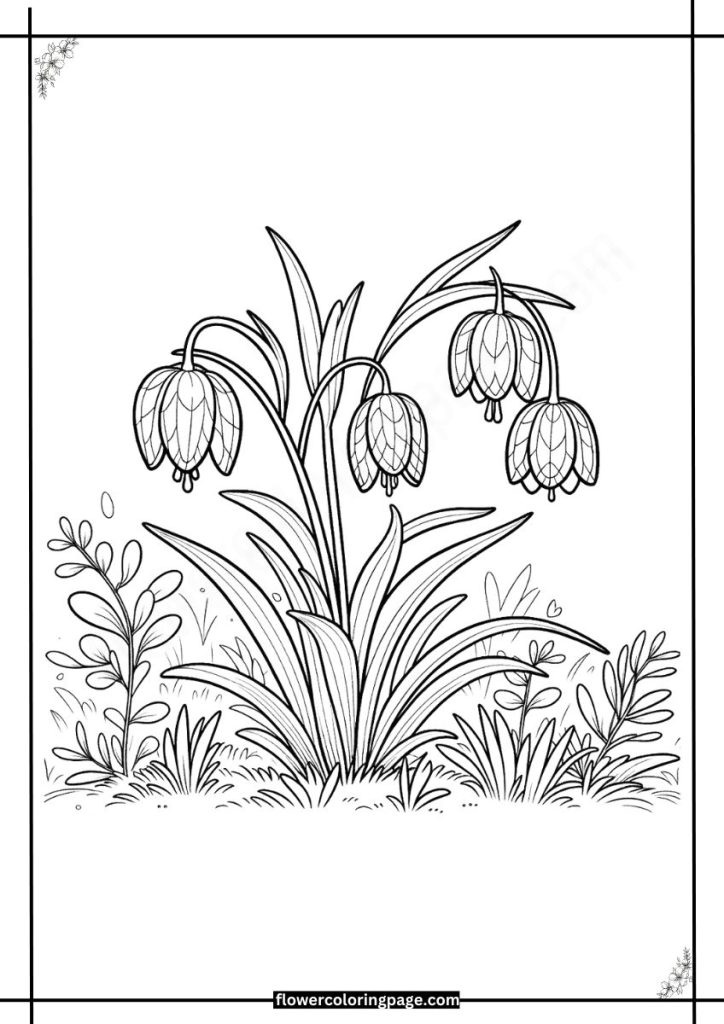 Fritillaria Coloring Pages