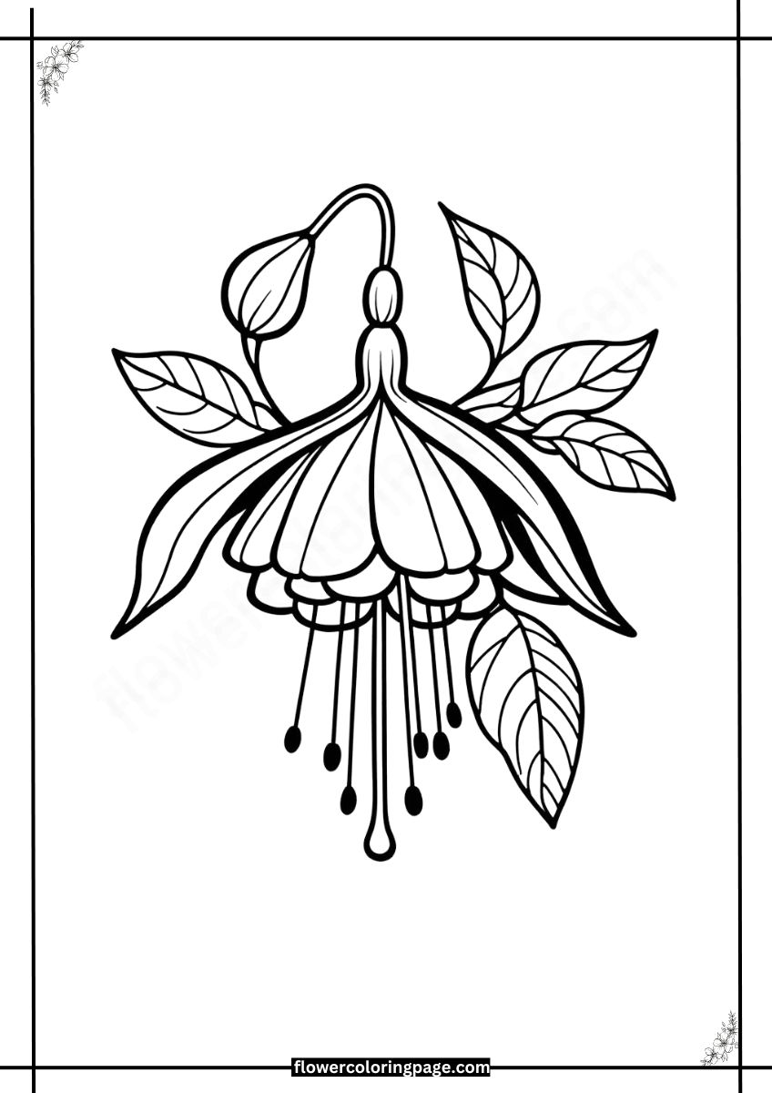 Printable Fuchsia Coloring Pages Free PDF Flower Coloring Page