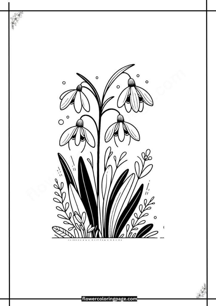 Galanthus Coloring Pages Printable