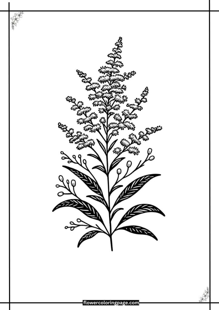 Goldenrod Coloring Page