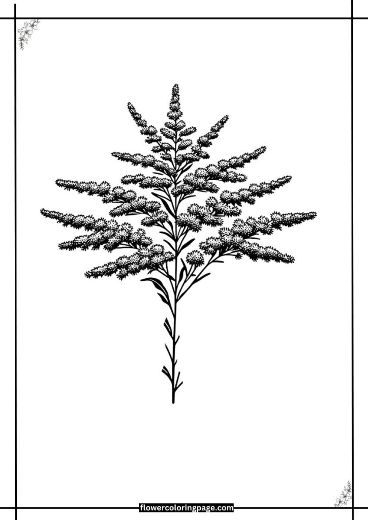 Goldenrod Coloring Pages