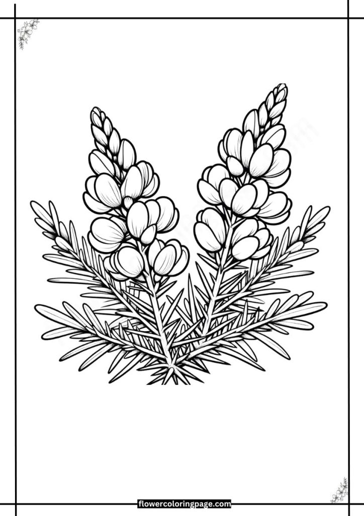 Printable Gorse Coloring Pages Free PDF - Flower Coloring Page