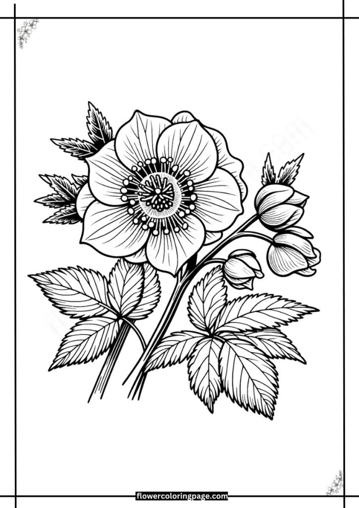 Hellebore Coloring Pages