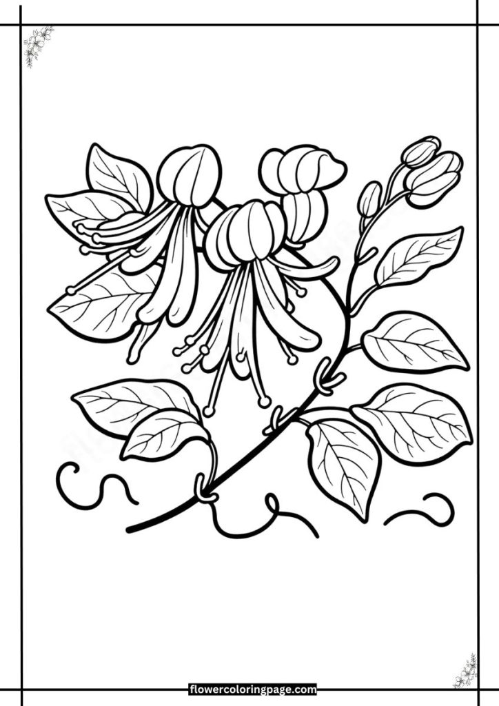 Honeysuckle Coloring Pages