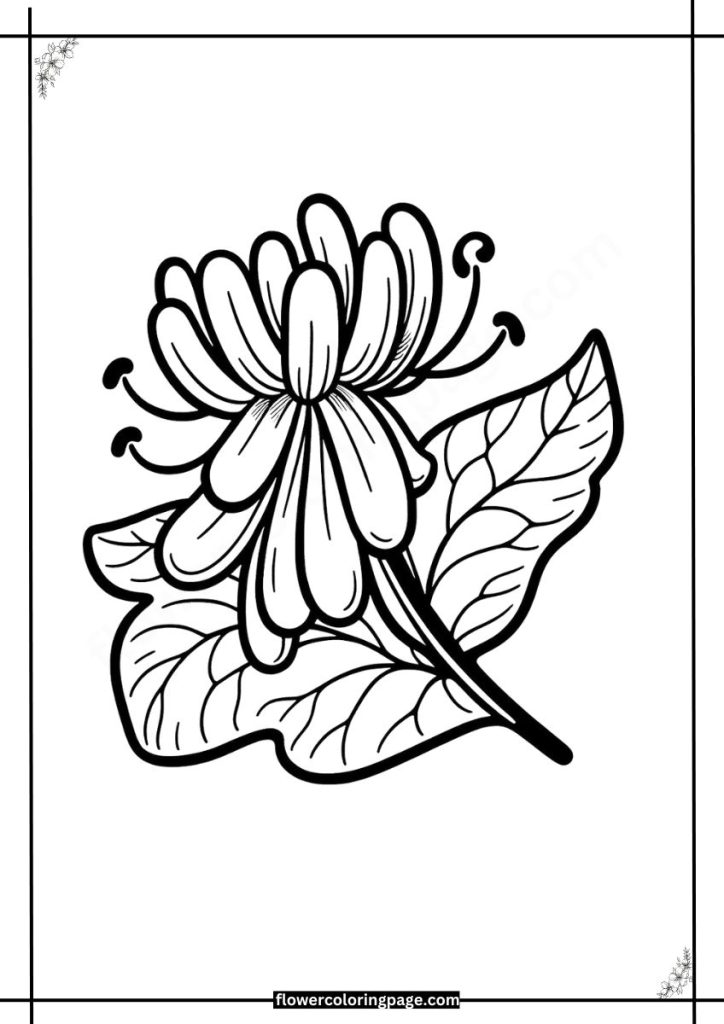 Honeysuckle Coloring Page