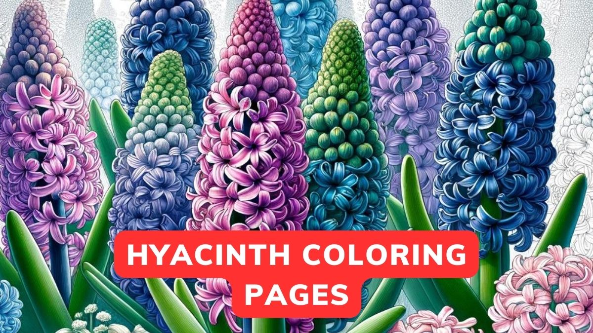 Hyacinth Coloring Pages