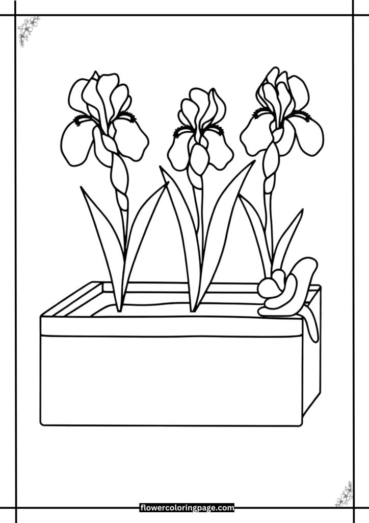 Iris coloring page