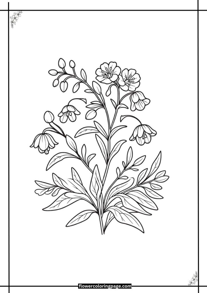 Jacob's Ladder Flower Coloring Pages