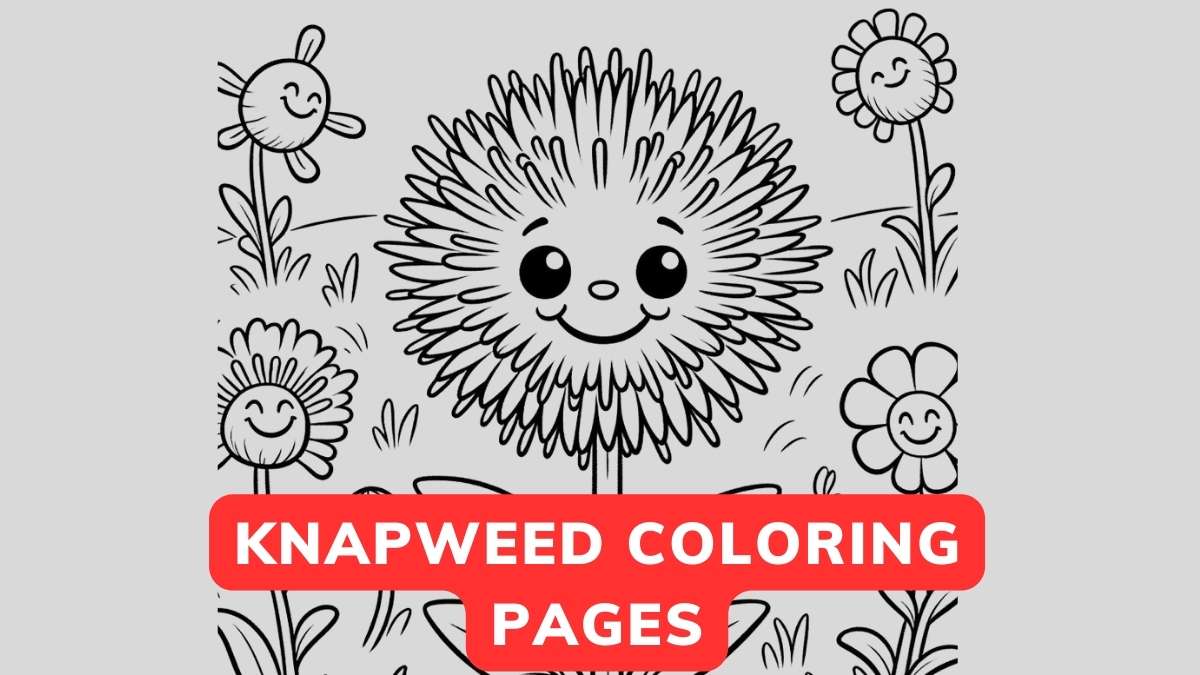 Knapweed Coloring Page