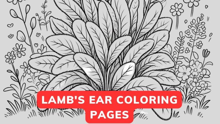 Lamb's Ear Coloring Page