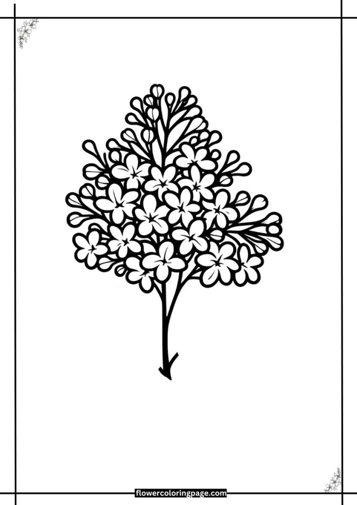 Lilac Coloring Pages