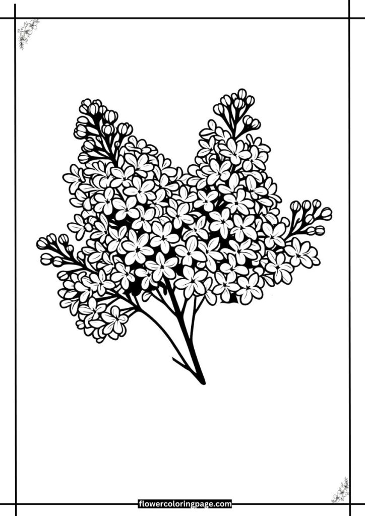 Lilac Flower Coloring Pages