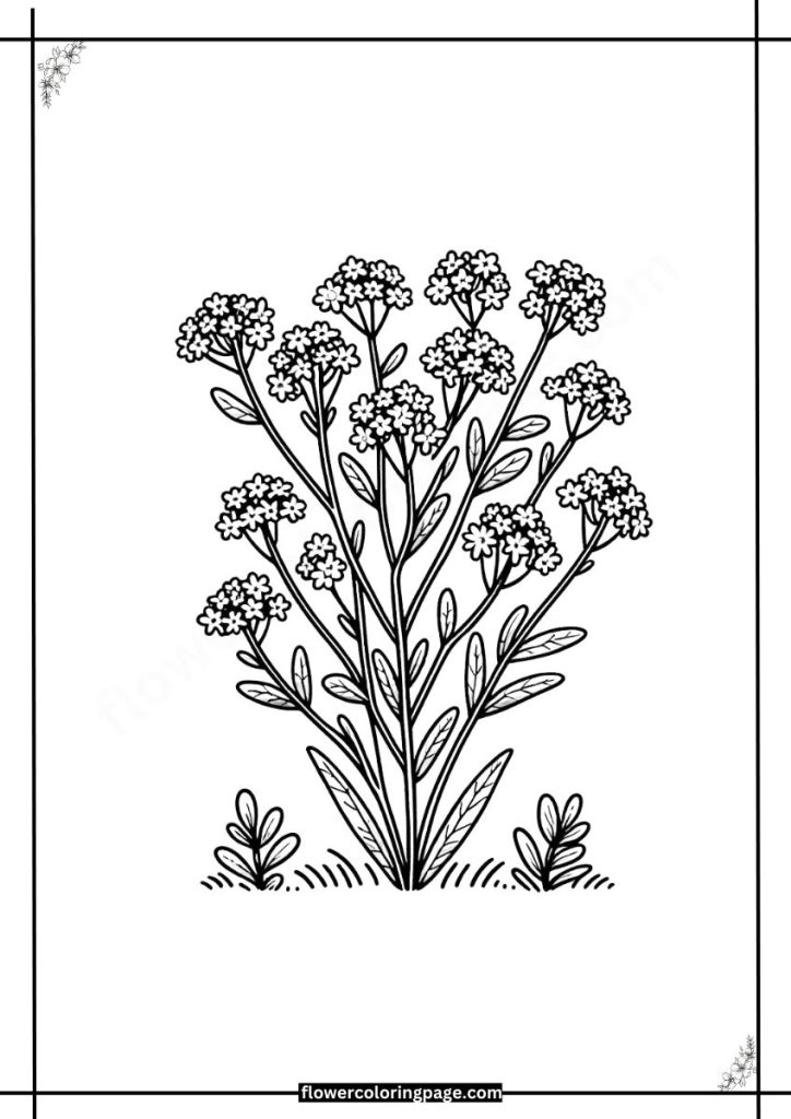 Limonium Coloring Pages