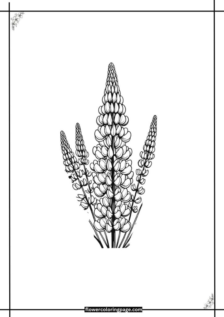 Lupine Coloring Page