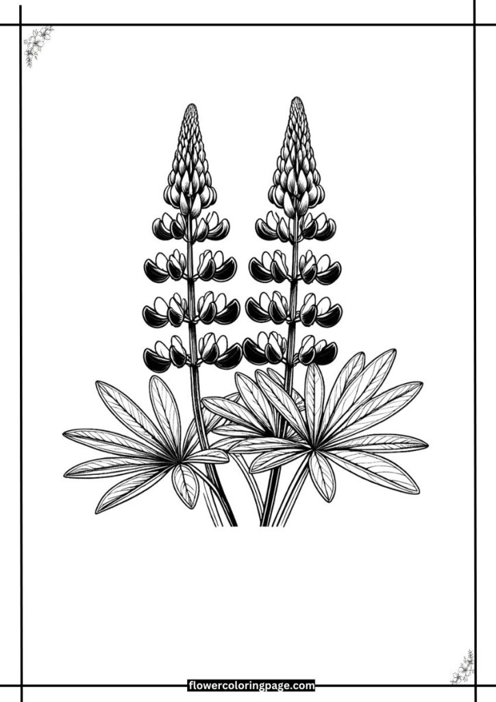 Lupine Coloring Pages