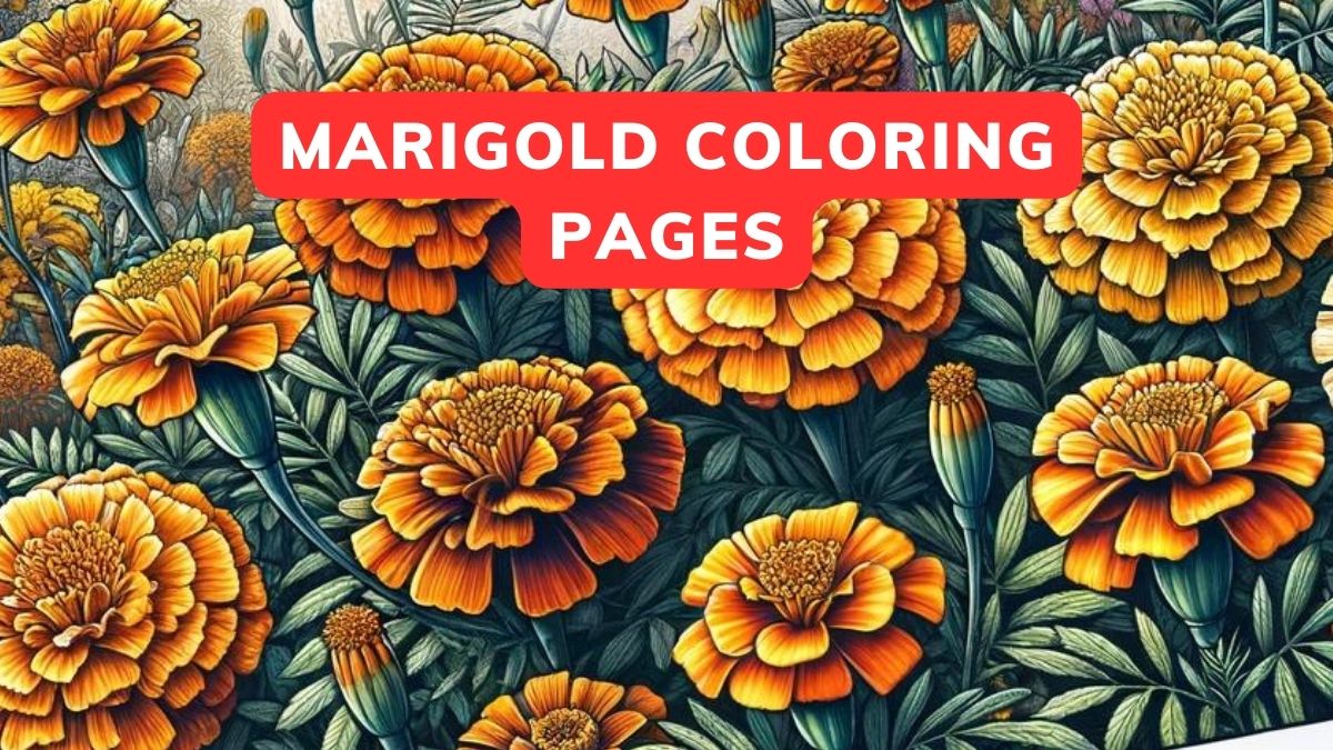 Marigold Coloring Pages