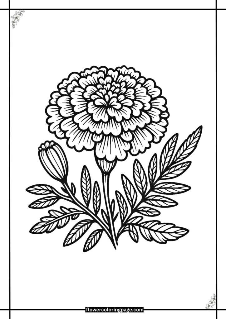 Marigold Coloring Pages