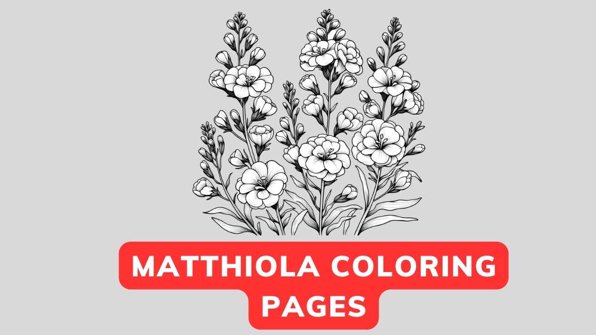 Matthiola Coloring Page