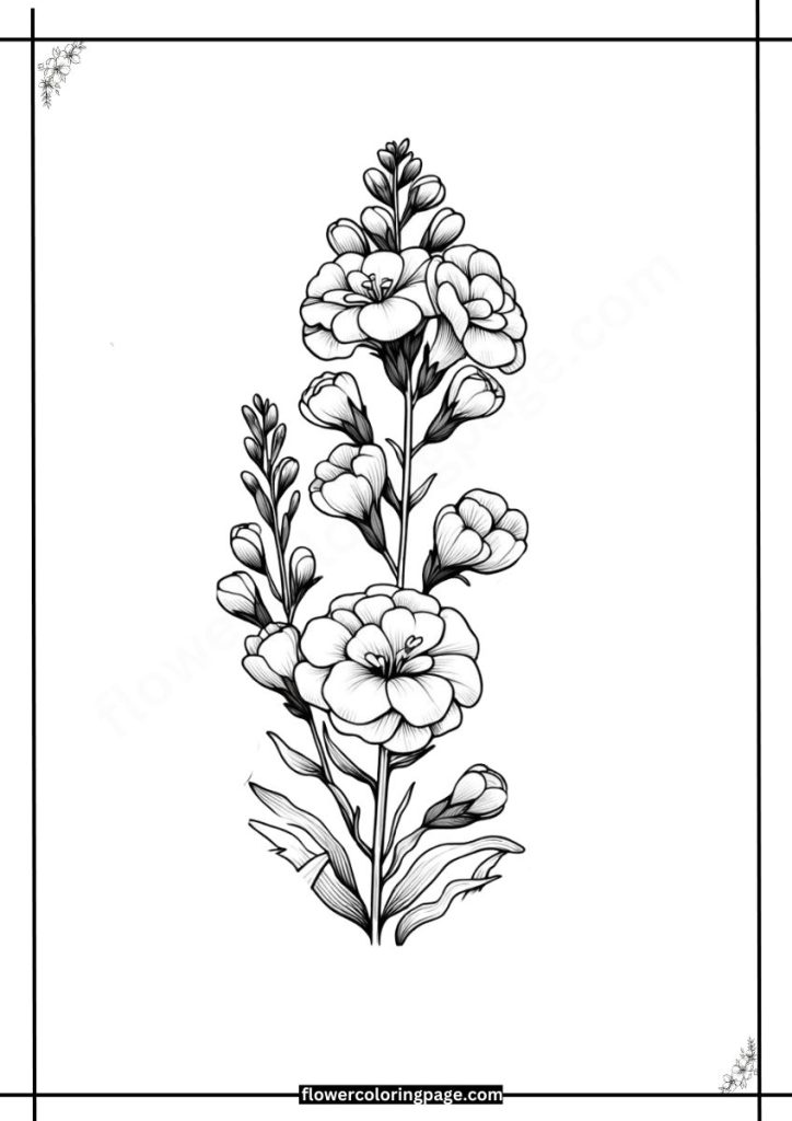 Matthiola Coloring Pages