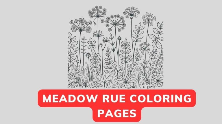 Meadow Rue Coloring Page