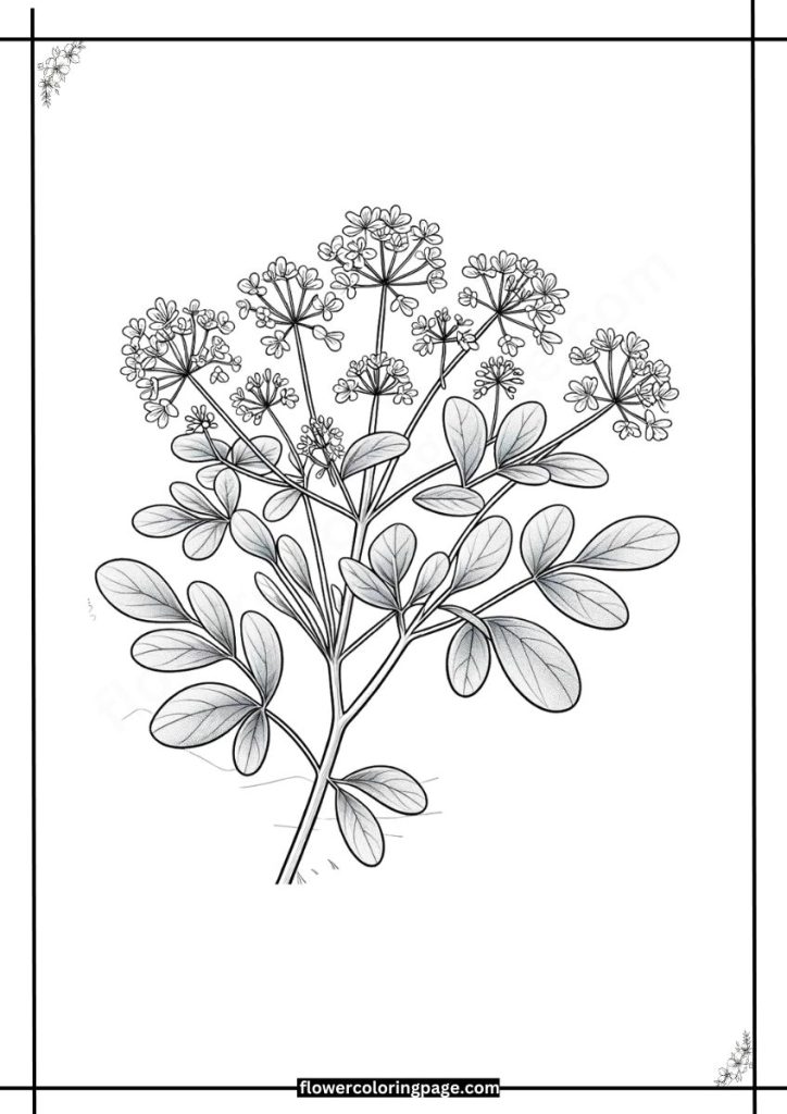 Meadow Rue Coloring Pages