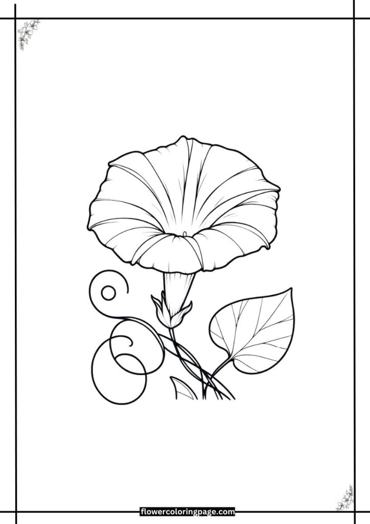 Morning Glory Coloring Pages