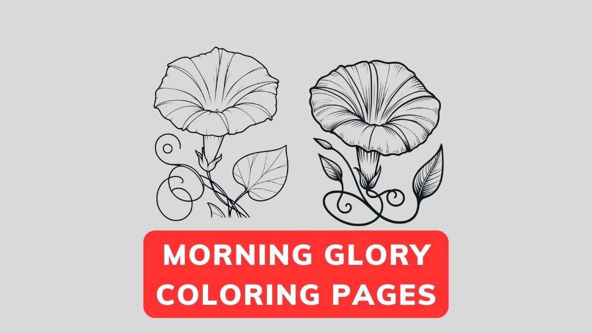 Morning Glory Coloring Pages