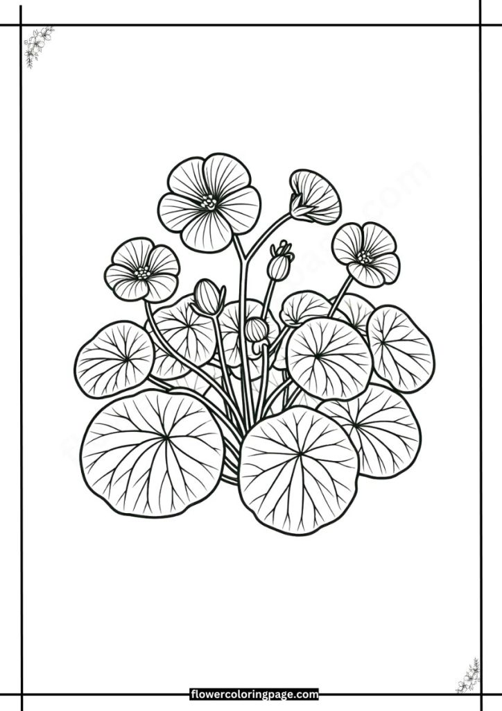 Nasturtium Coloring Page