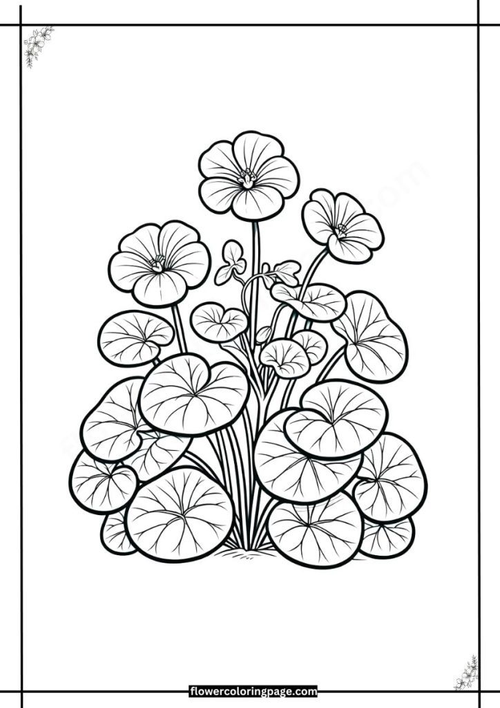 Nasturtium Coloring Pages