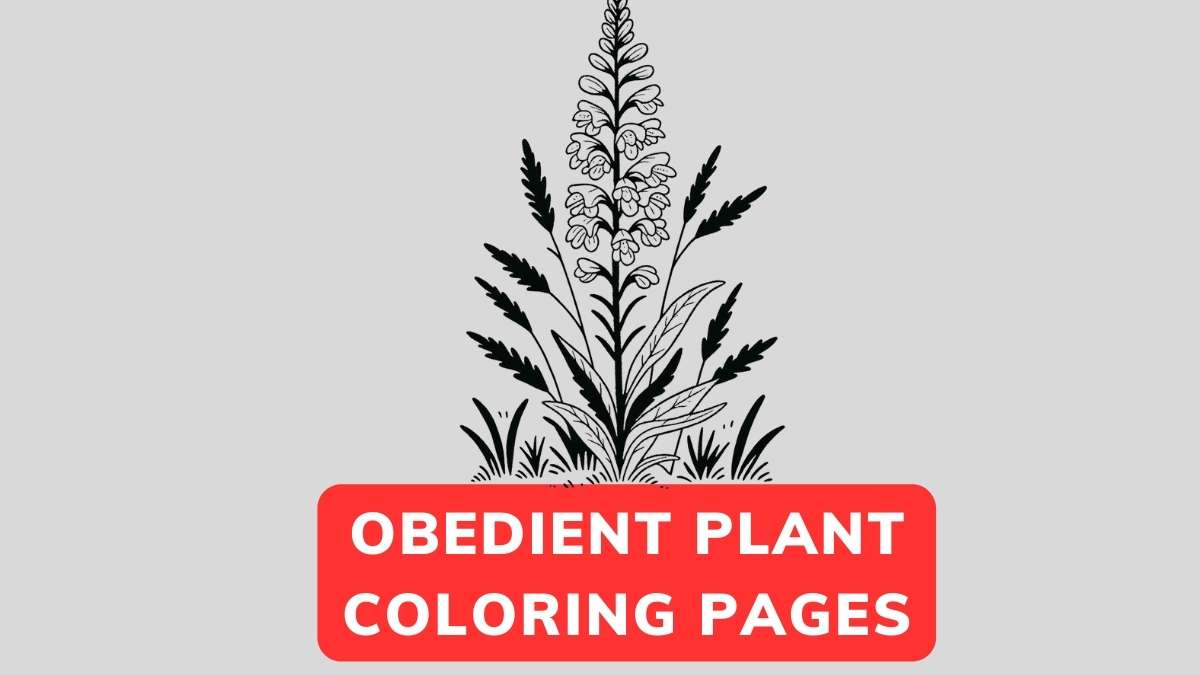 Obedient Plant Coloring Page