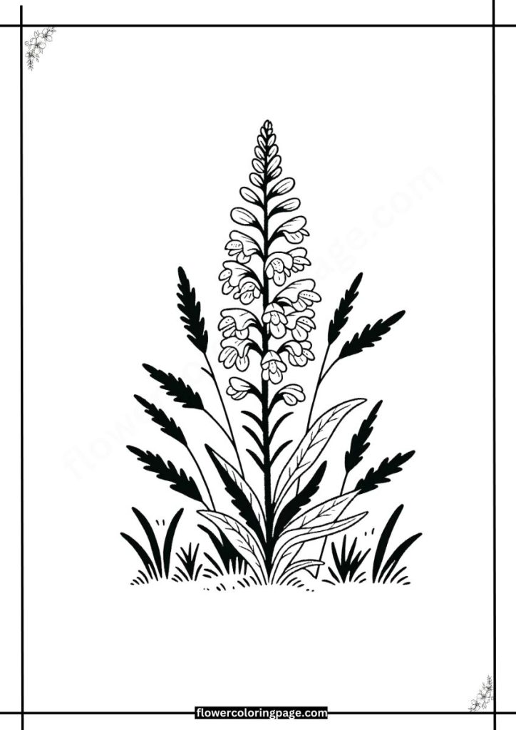 Obedient Plant Coloring Pages