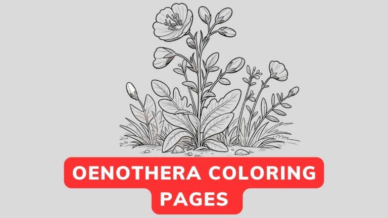 Oenothera Coloring Pages