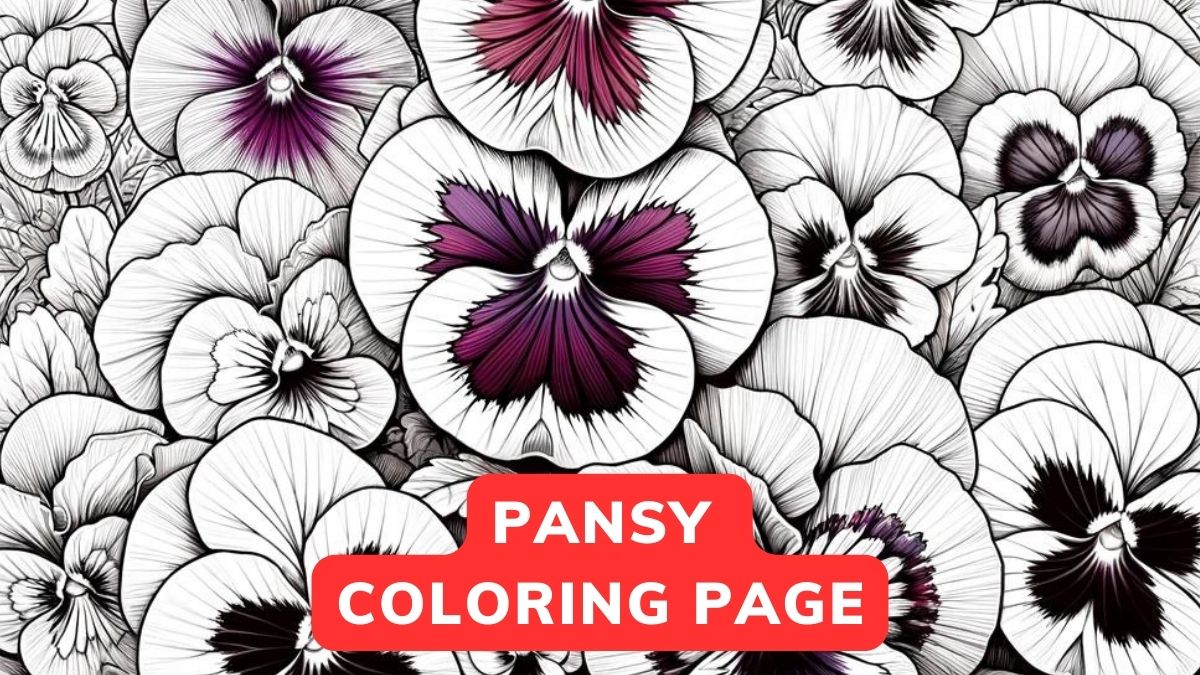 Pansy coloring page